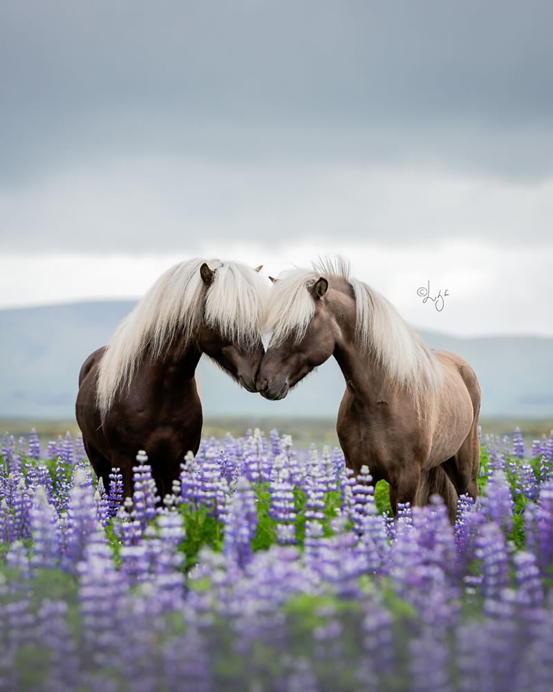 Beautiful Horses Of Iceland By Liga Liepina