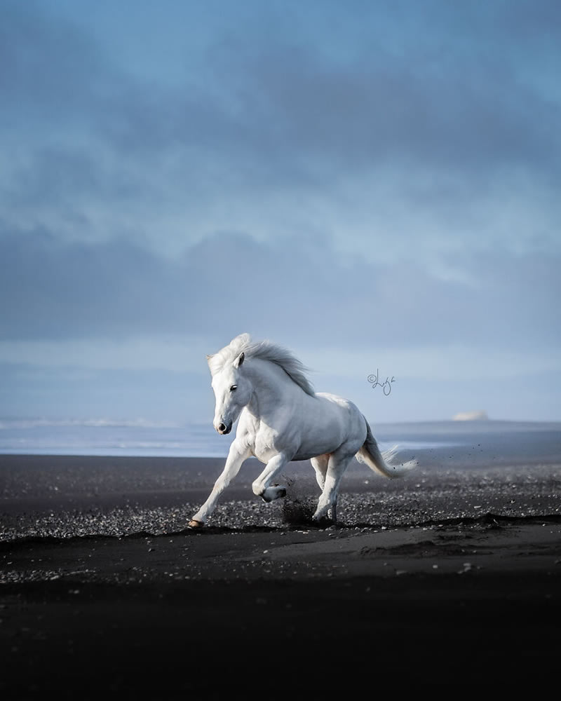 Beautiful Horses Of Iceland By Liga Liepina