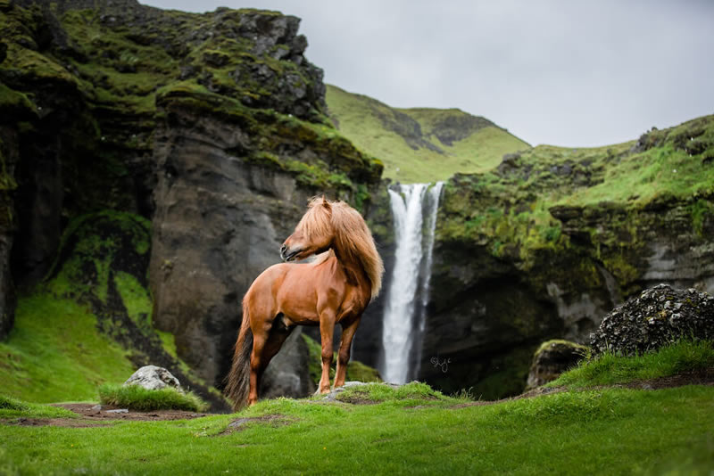 Beautiful Horses Of Iceland By Liga Liepina