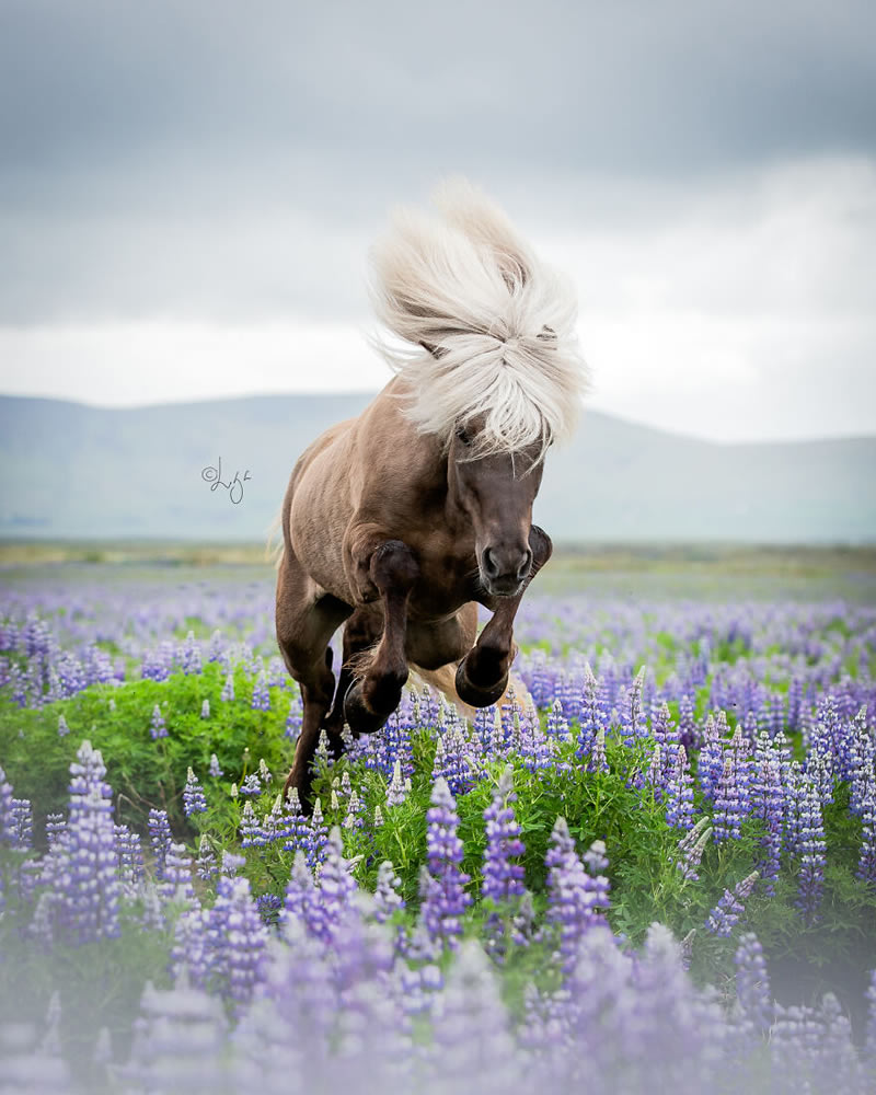 Beautiful Horses Of Iceland By Liga Liepina