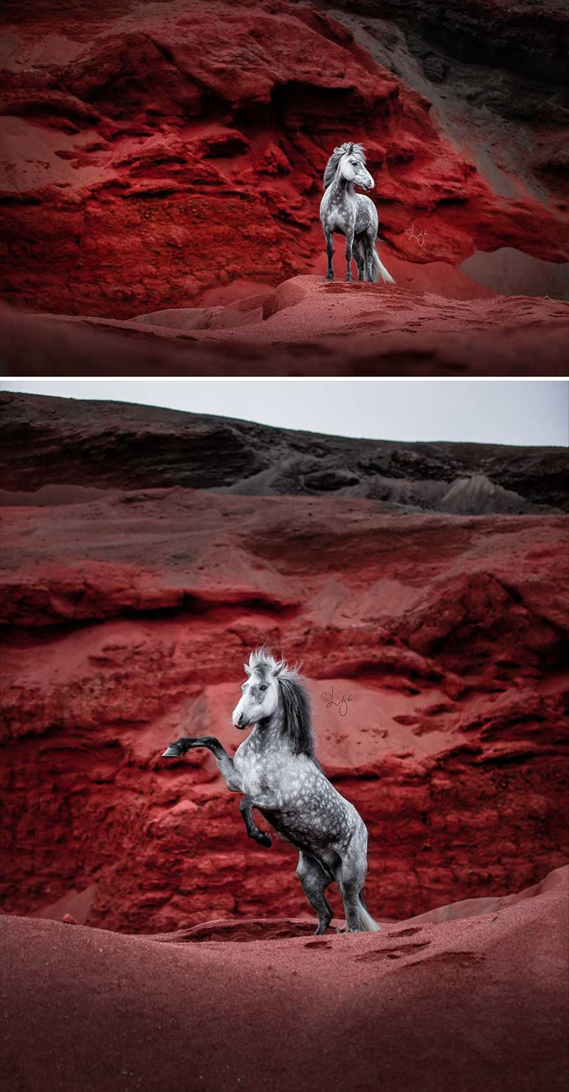 Beautiful Horses Of Iceland By Liga Liepina