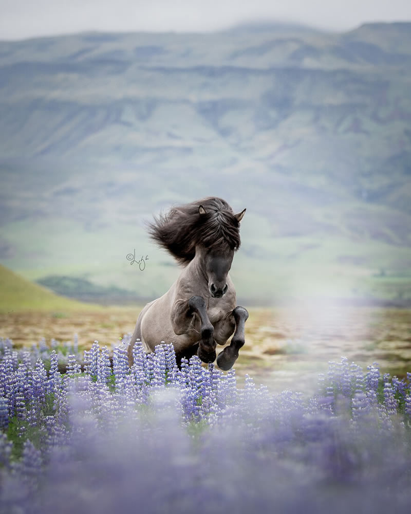 Beautiful Horses Of Iceland By Liga Liepina