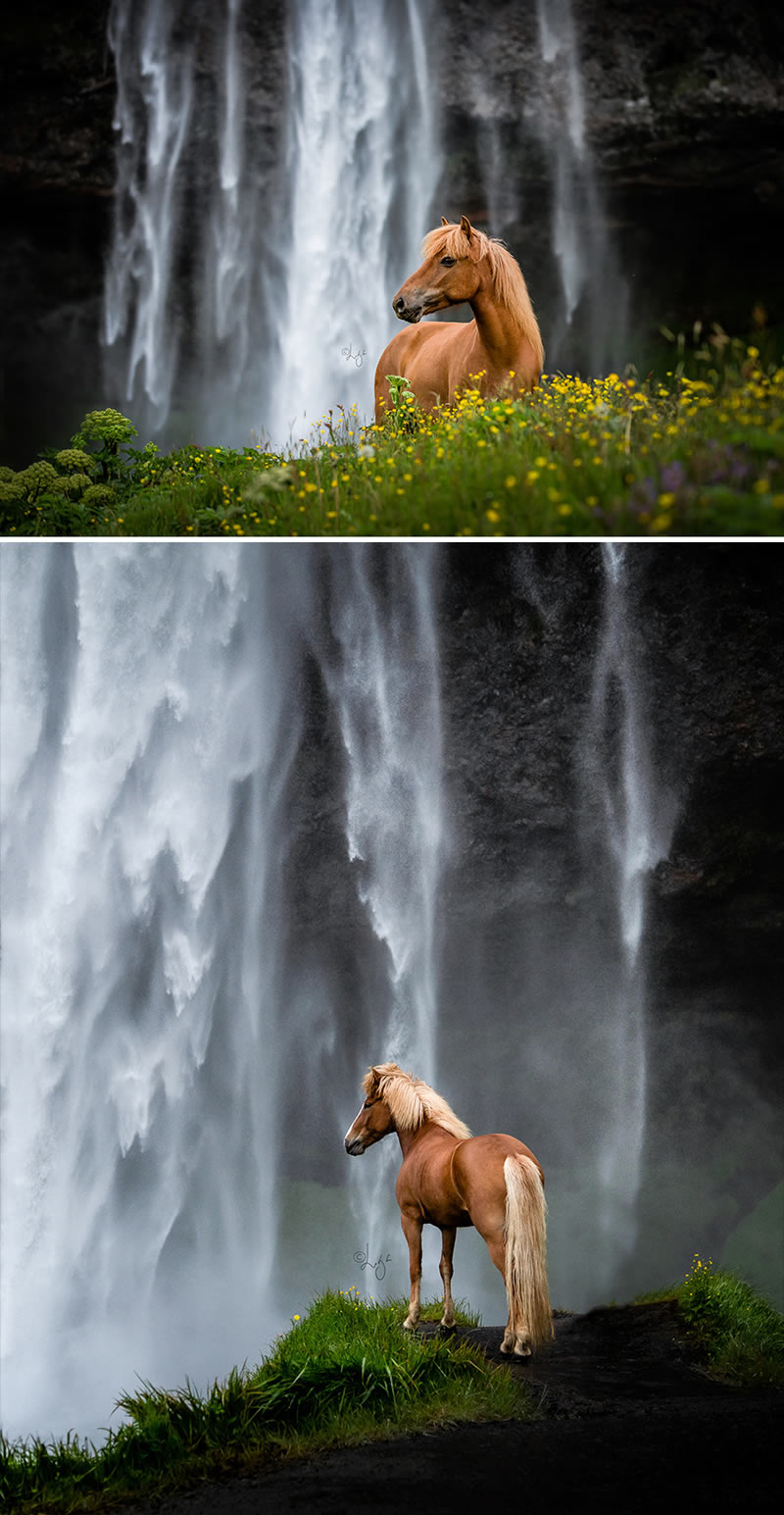 Beautiful Horses Of Iceland By Liga Liepina