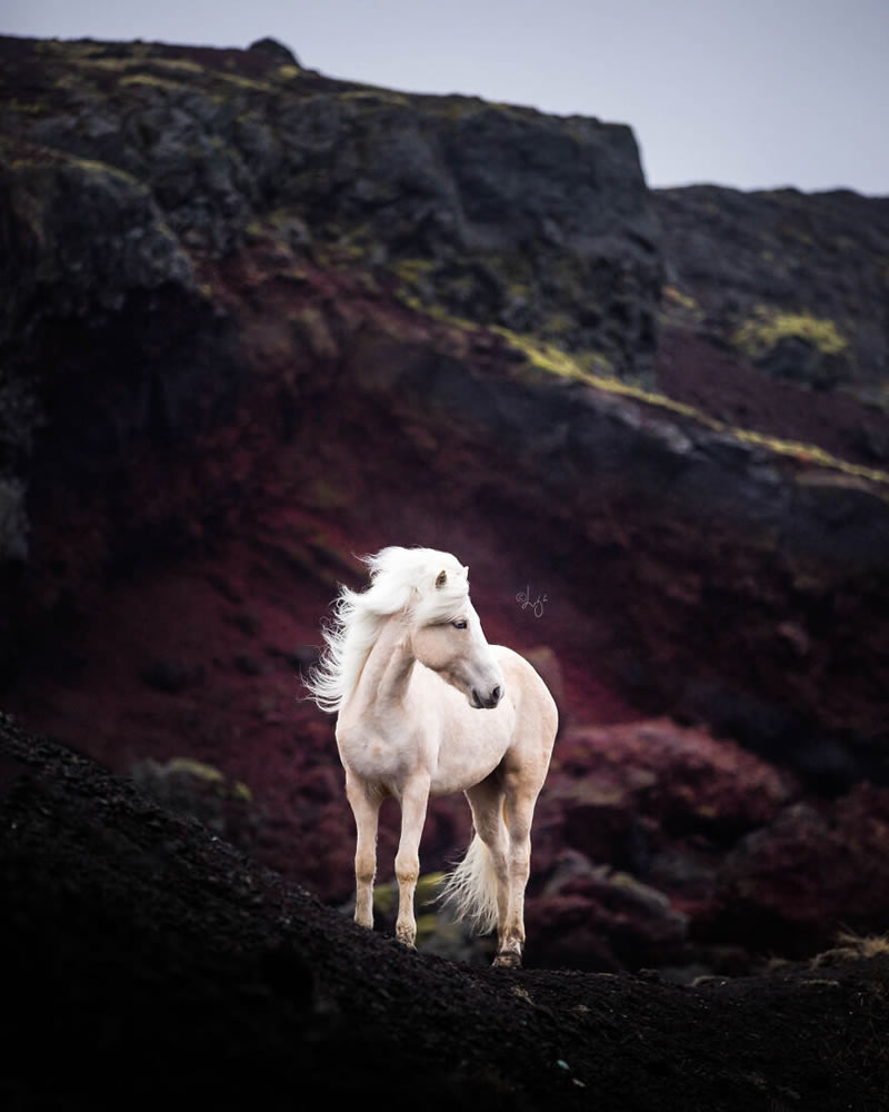 Beautiful Horses Of Iceland By Liga Liepina