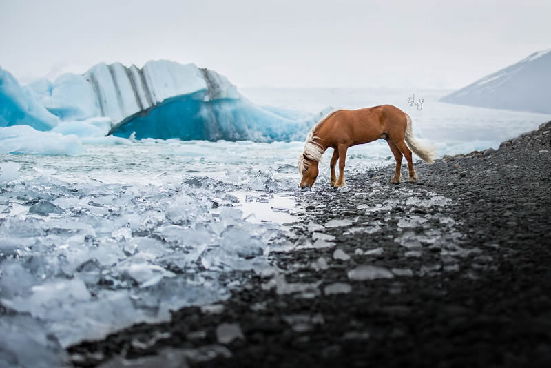 Beautiful Horses Of Iceland By Liga Liepina