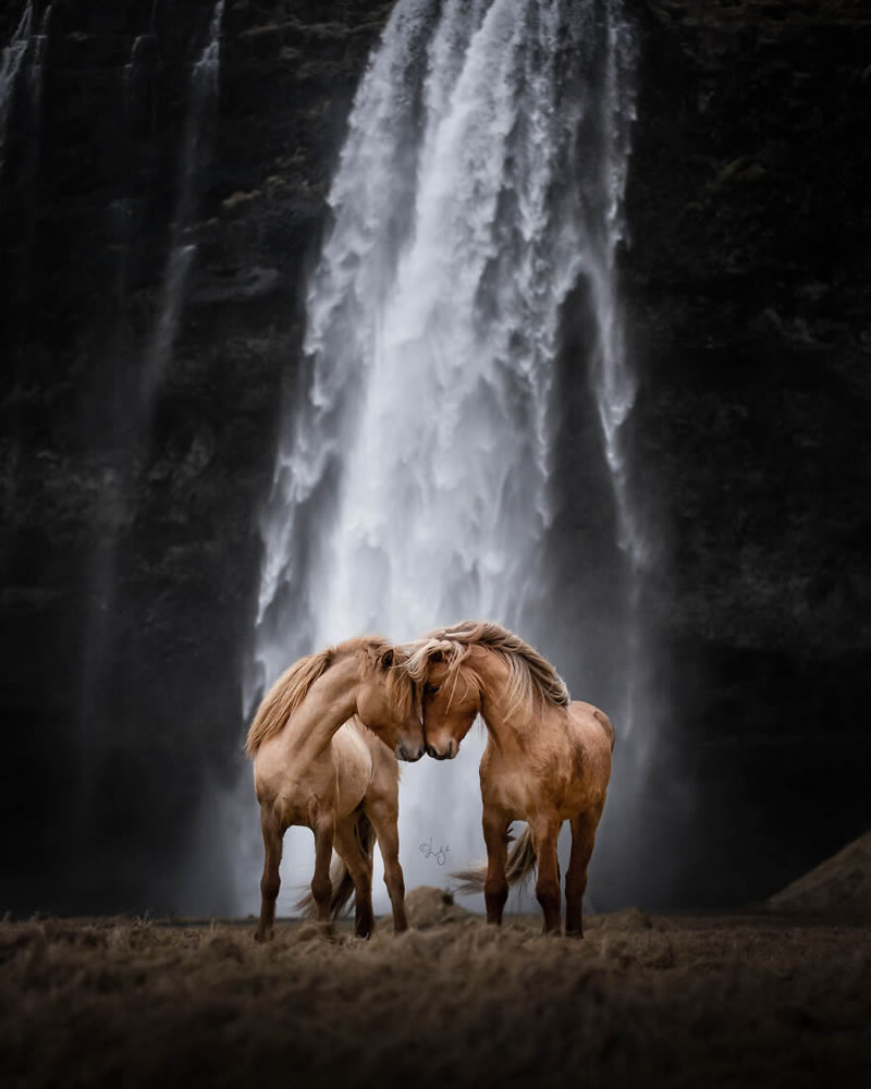 Beautiful Horses Of Iceland By Liga Liepina