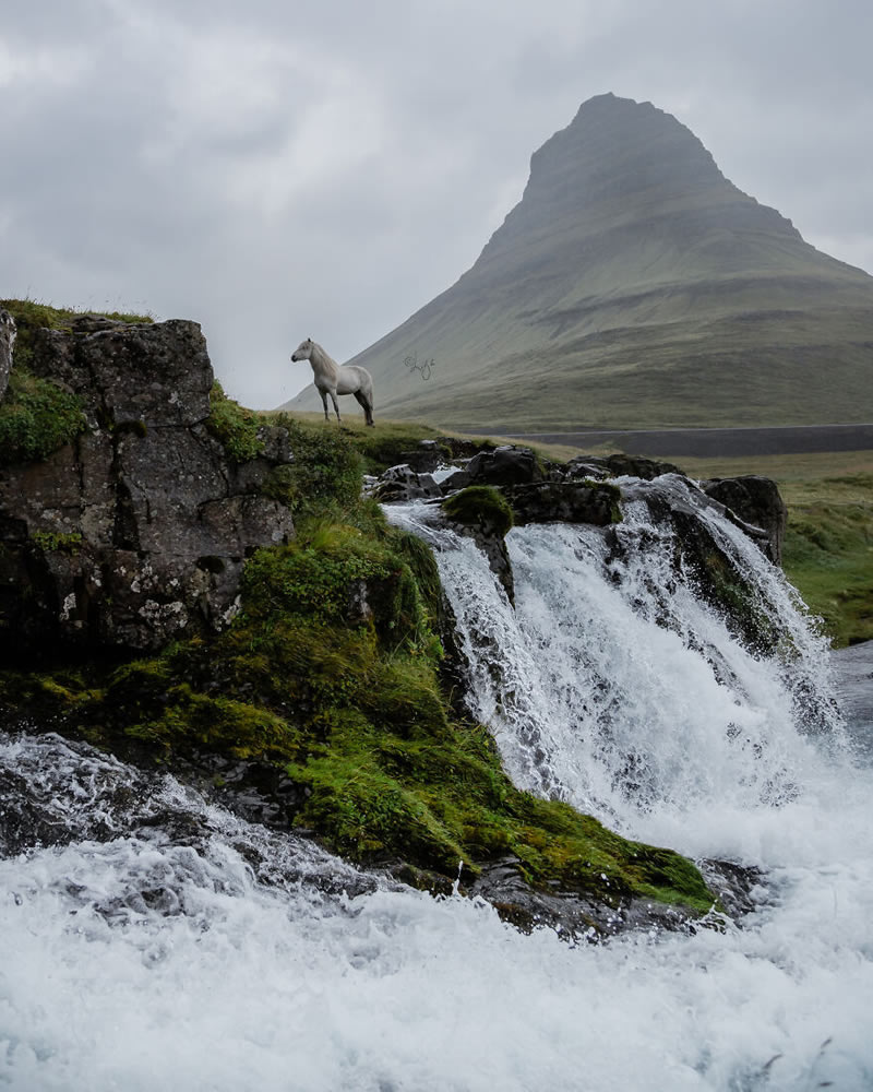 Beautiful Horses Of Iceland By Liga Liepina