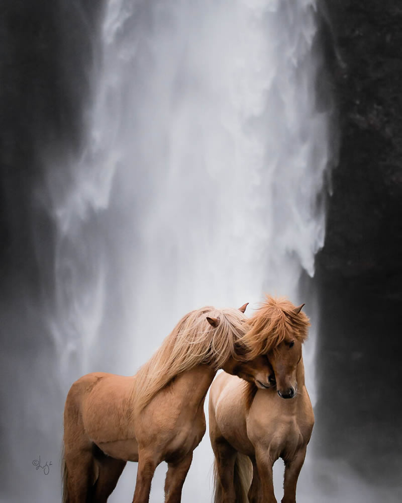 Beautiful Horses Of Iceland By Liga Liepina