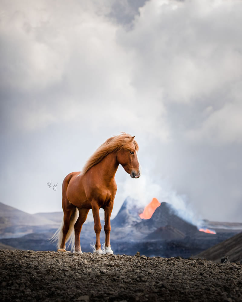 Beautiful Horses Of Iceland By Liga Liepina