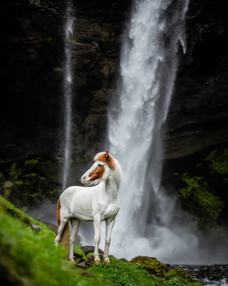 Beautiful Horses Of Iceland By Liga Liepina