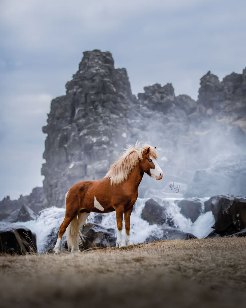 Beautiful Horses Of Iceland By Liga Liepina