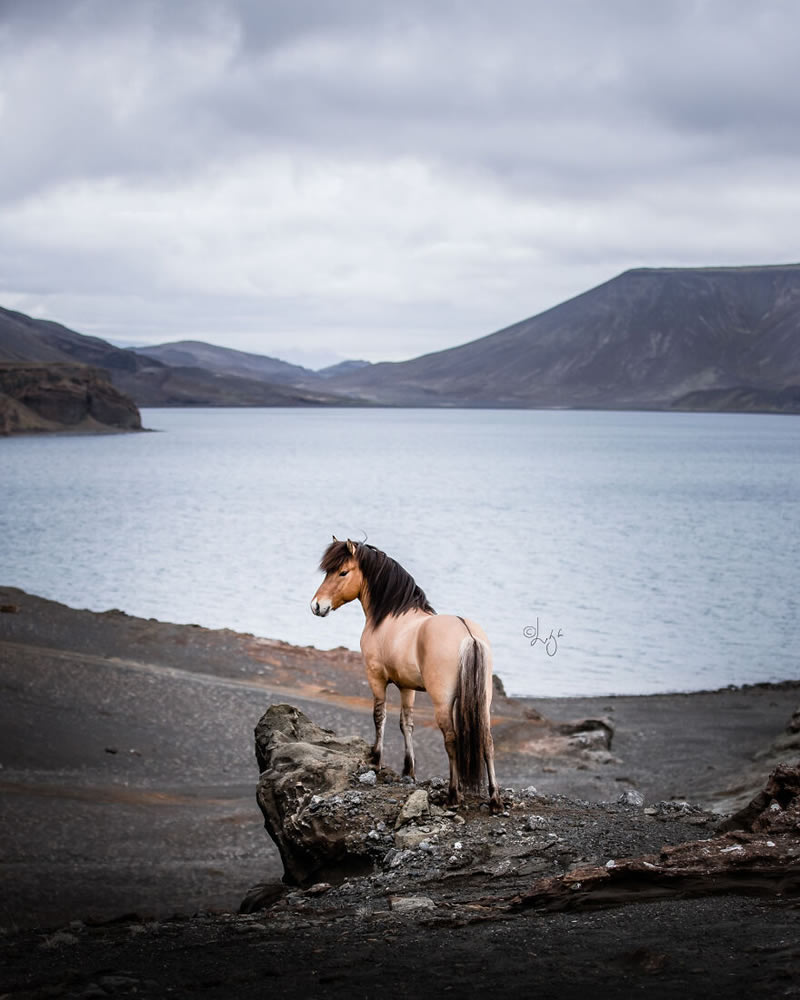 Beautiful Horses Of Iceland By Liga Liepina