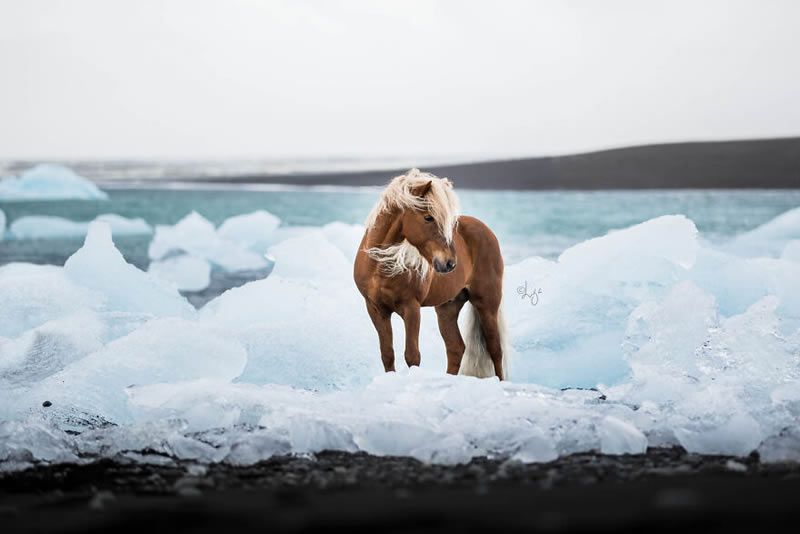 Beautiful Horses Of Iceland By Liga Liepina