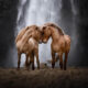 Beautiful Horses Of Iceland By Liga Liepina