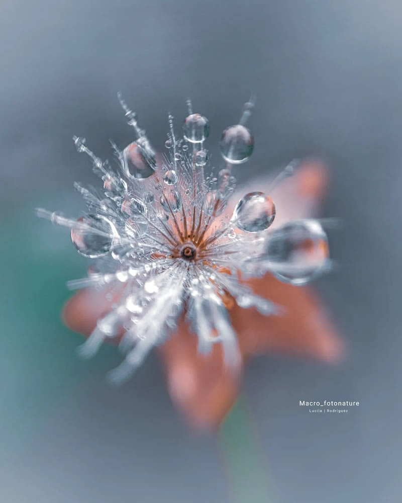 Macro Photos Of Leaves And Flowers By Luci Rodriguez