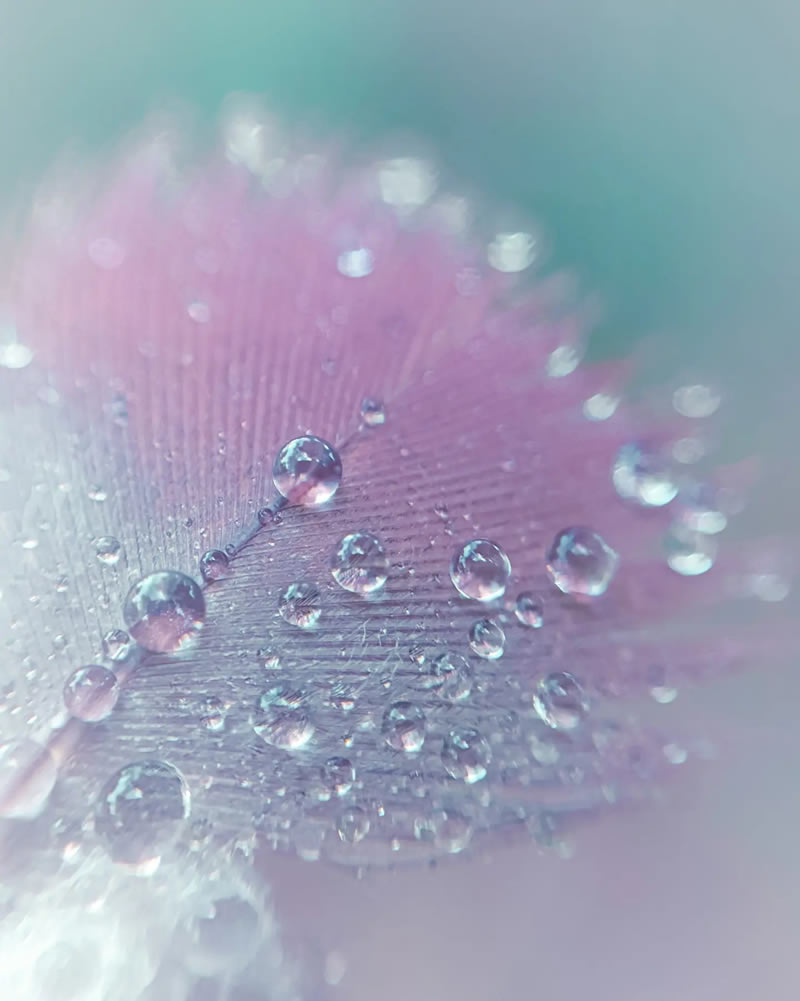 Macro Photos Of Leaves And Flowers By Luci Rodriguez