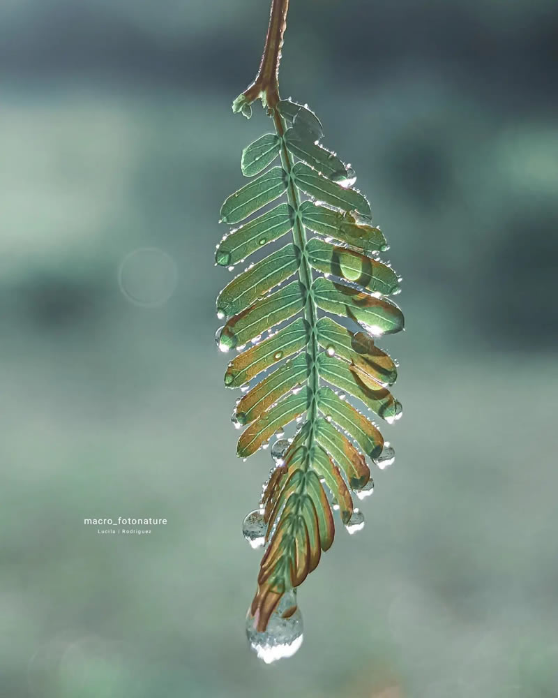 Macro Photos Of Leaves And Flowers By Luci Rodriguez