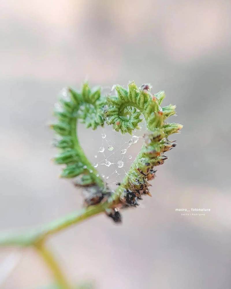 Macro Photos Of Leaves And Flowers By Luci Rodriguez