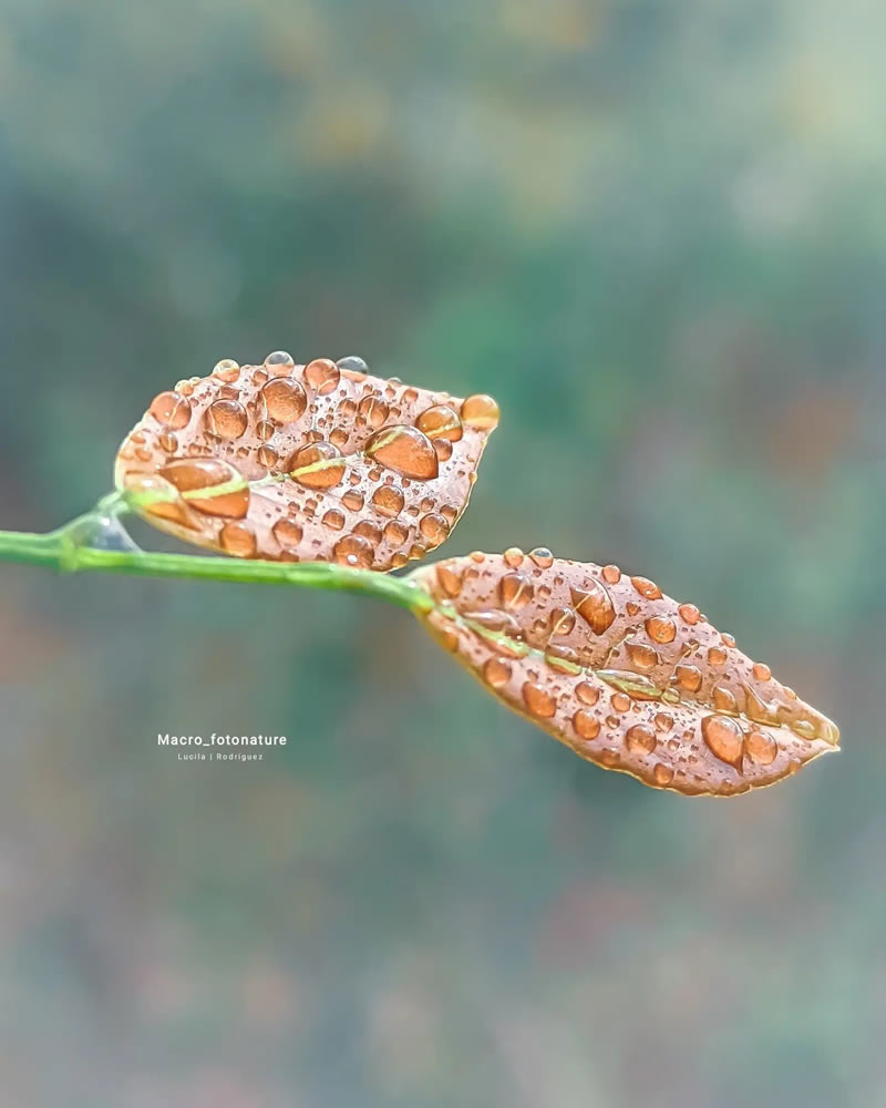 Macro Photos Of Leaves And Flowers By Luci Rodriguez