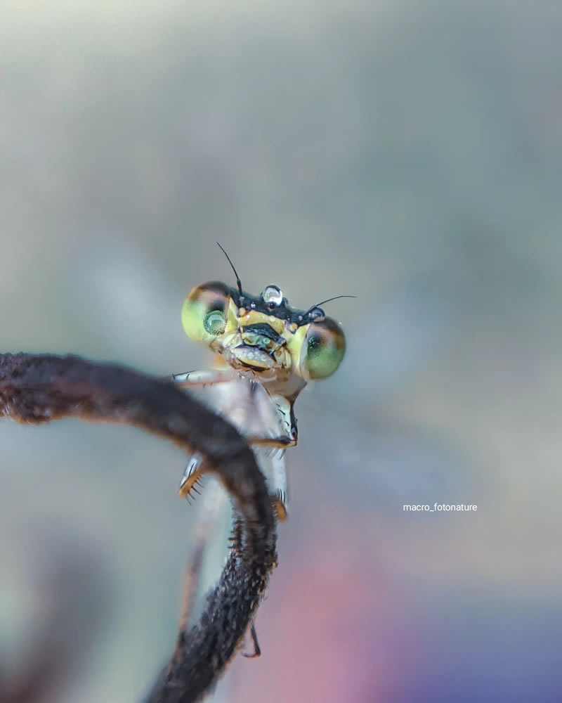 Macro Photos Of Leaves And Flowers By Luci Rodriguez