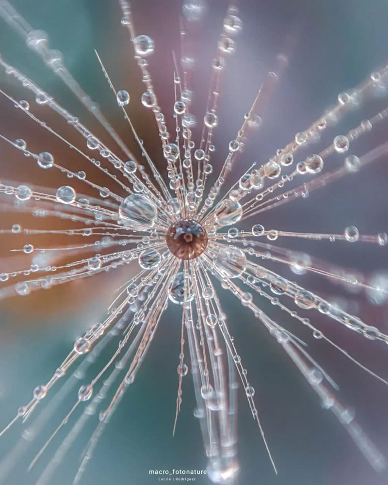 Macro Photos Of Leaves And Flowers By Luci Rodriguez