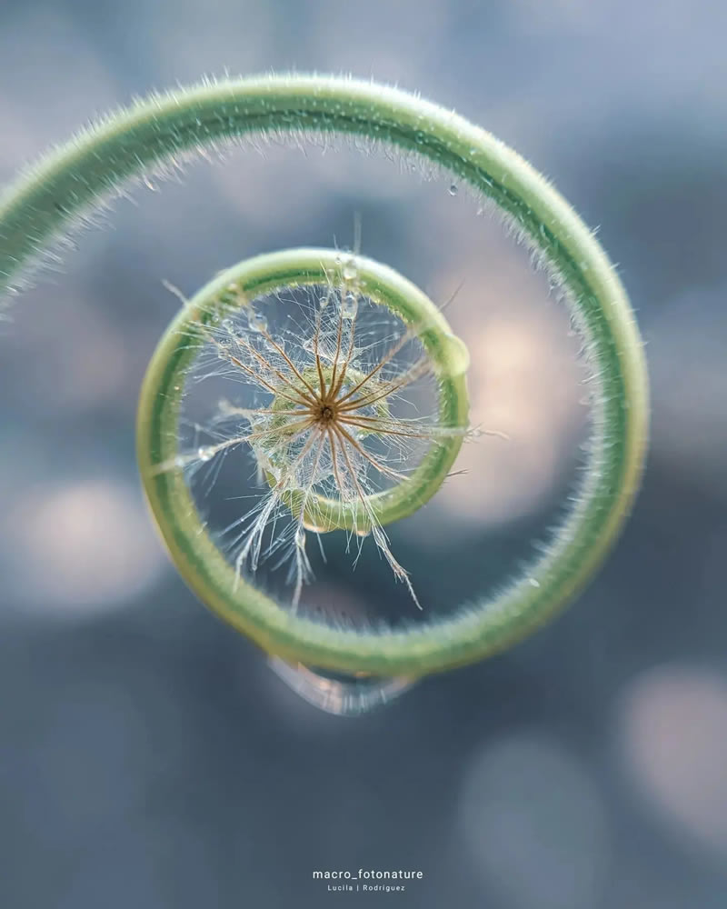 Macro Photos Of Leaves And Flowers By Luci Rodriguez