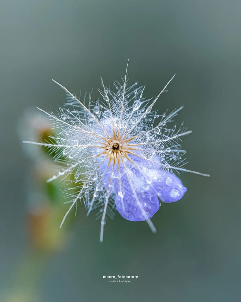 Macro Photos Of Leaves And Flowers By Luci Rodriguez