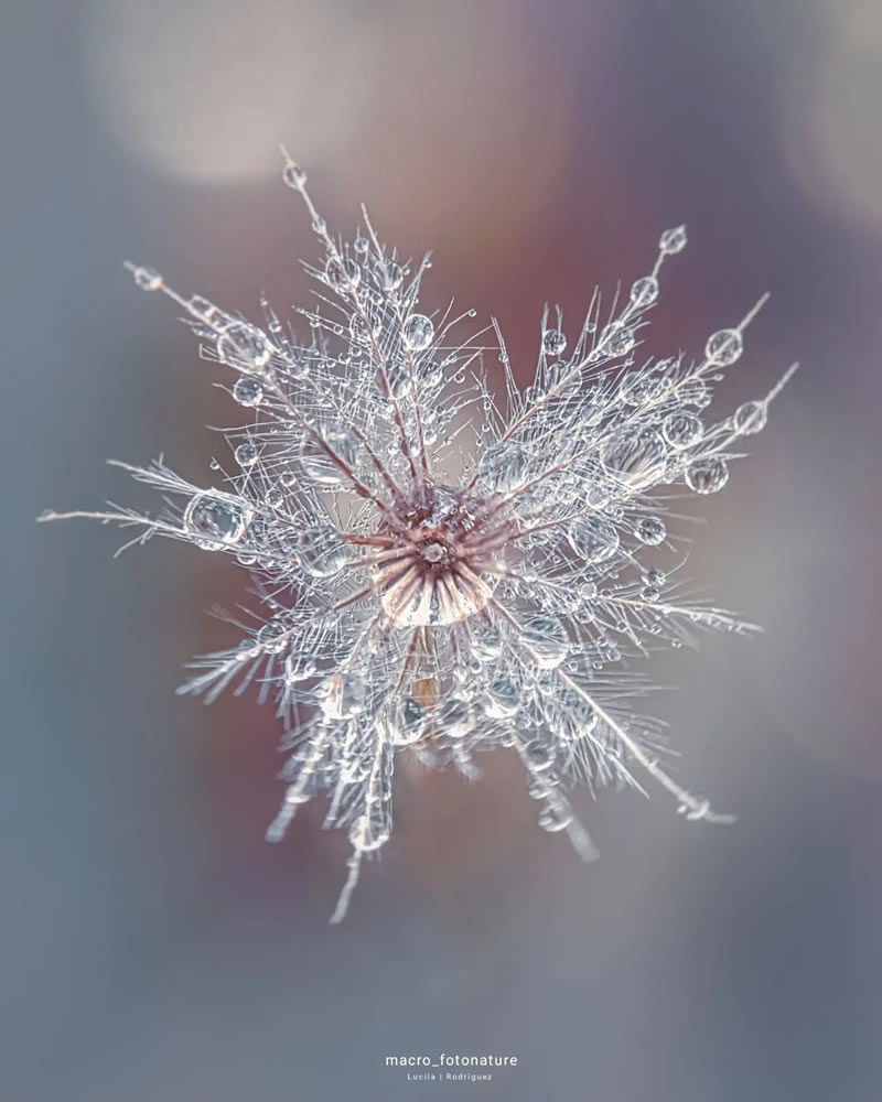 Macro Photos Of Leaves And Flowers By Luci Rodriguez