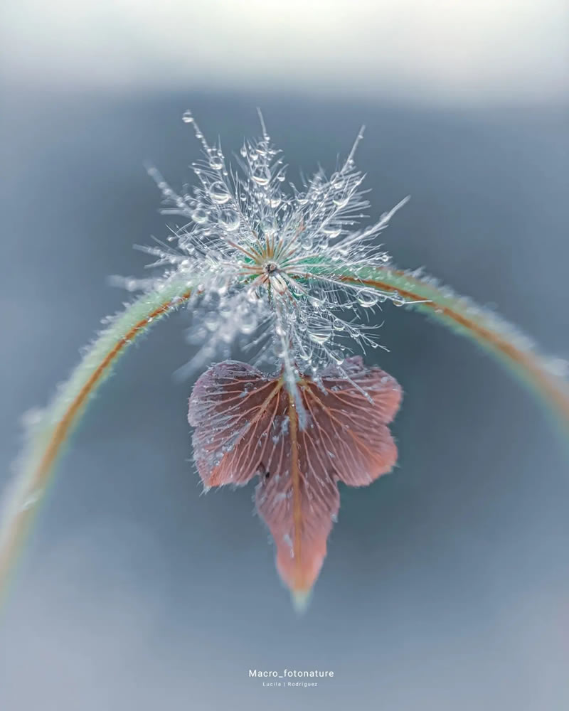 Macro Photos Of Leaves And Flowers By Luci Rodriguez