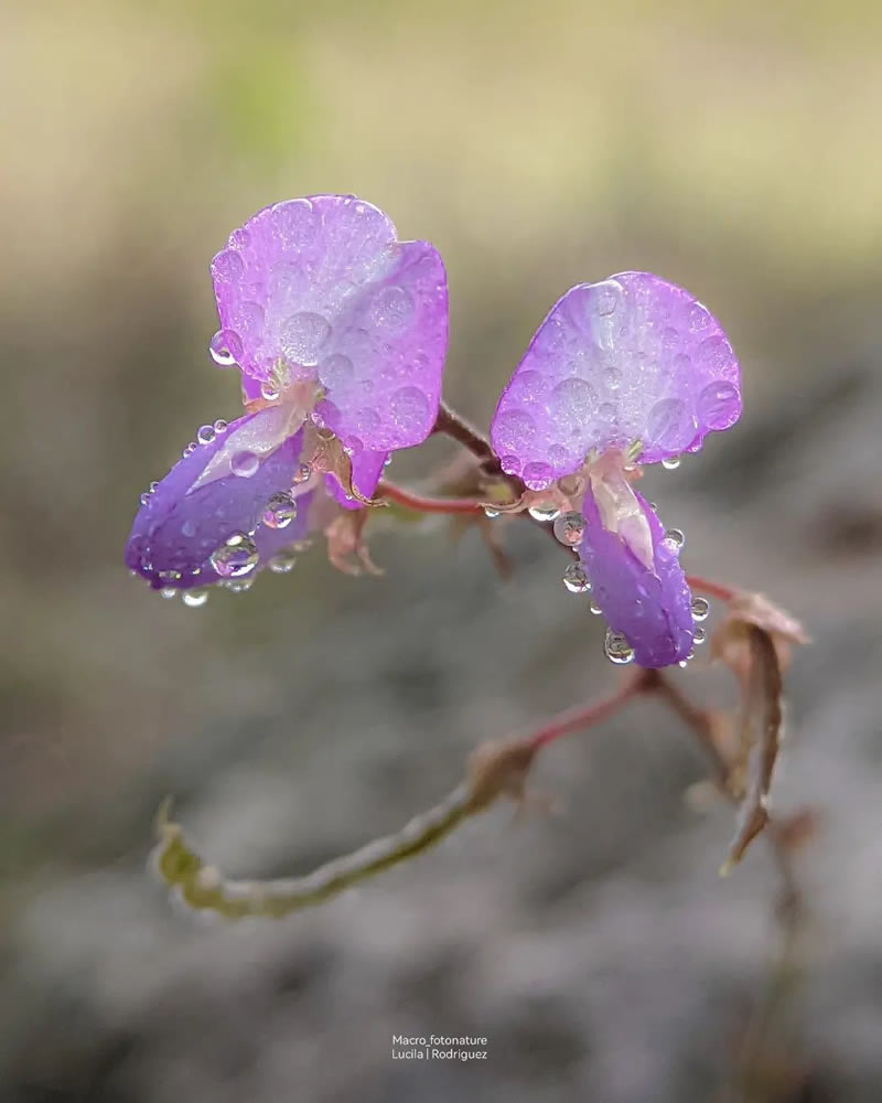 Macro Photos Of Leaves And Flowers By Luci Rodriguez