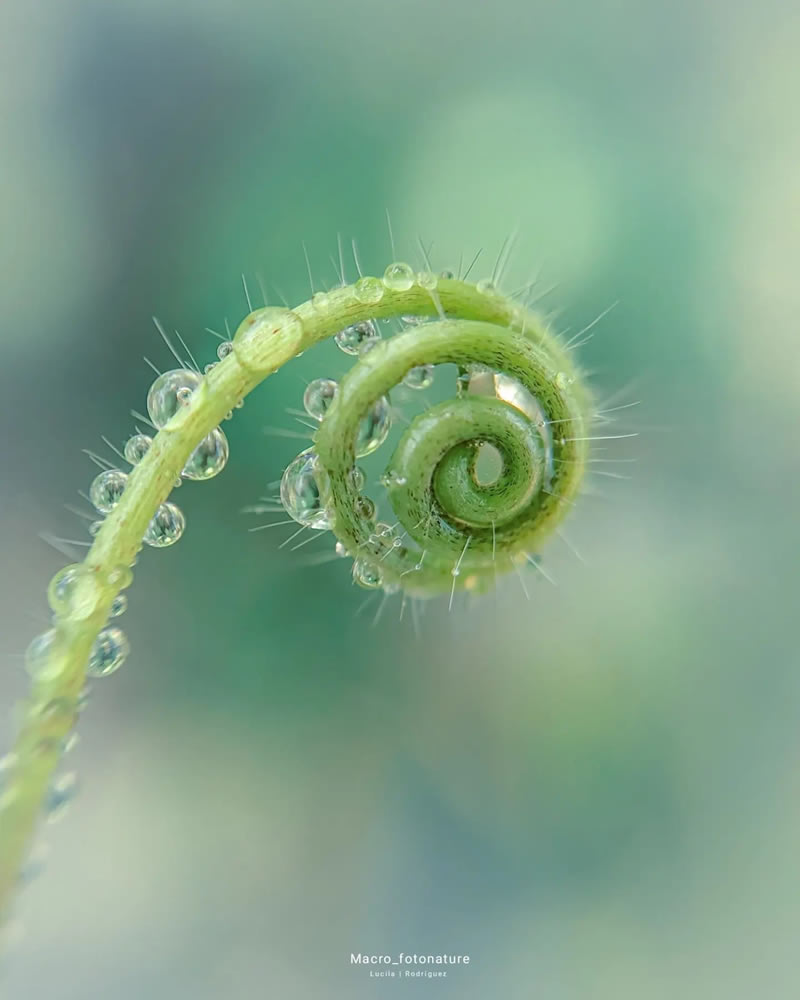 Macro Photos Of Leaves And Flowers By Luci Rodriguez