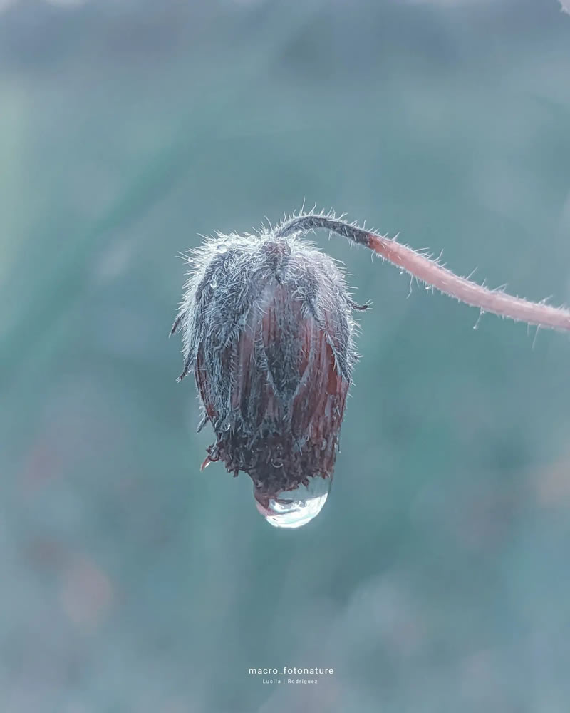 Macro Photos Of Leaves And Flowers By Luci Rodriguez