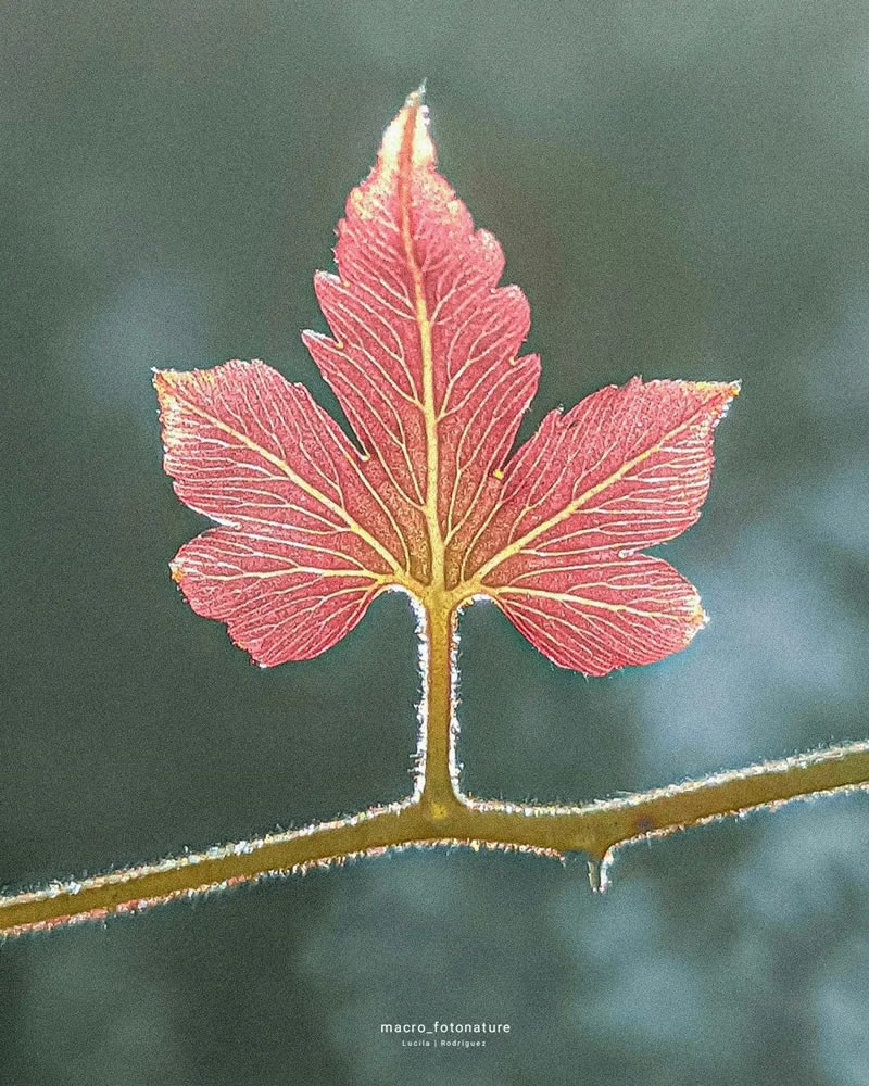 Macro Photos Of Leaves And Flowers By Luci Rodriguez