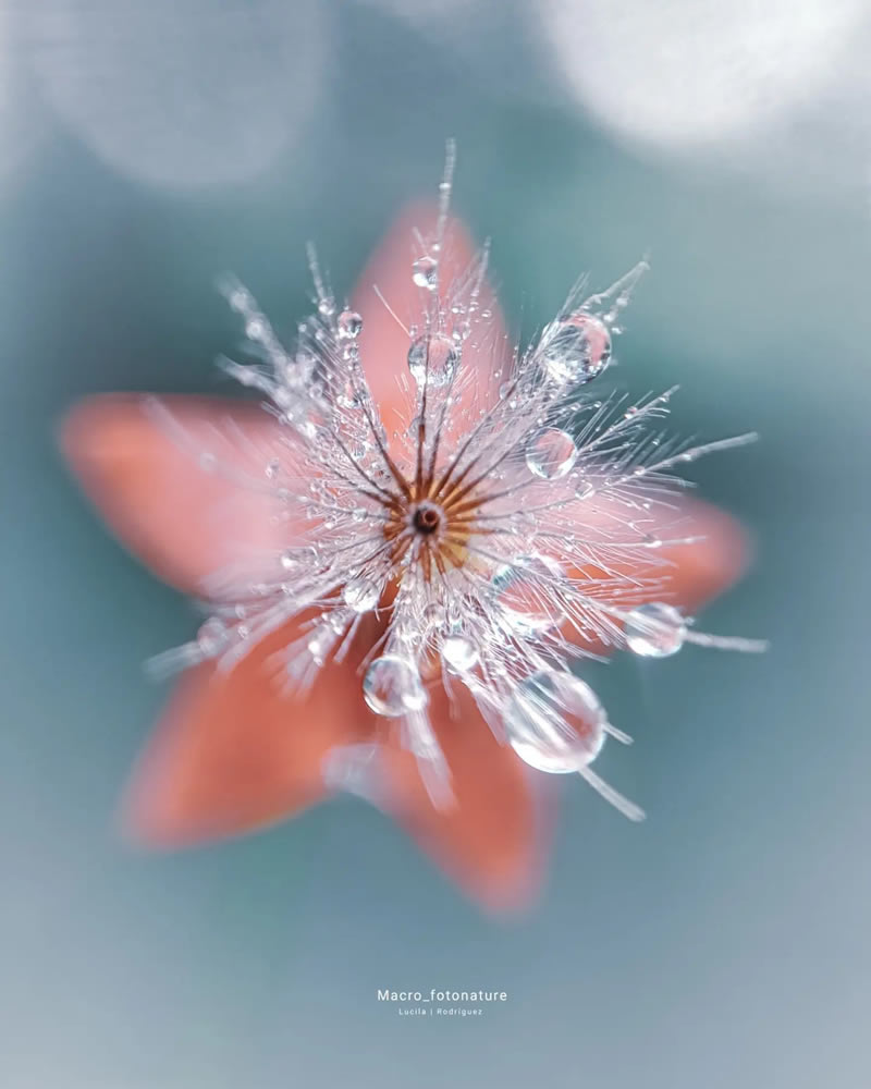 Macro Photos Of Leaves And Flowers By Luci Rodriguez