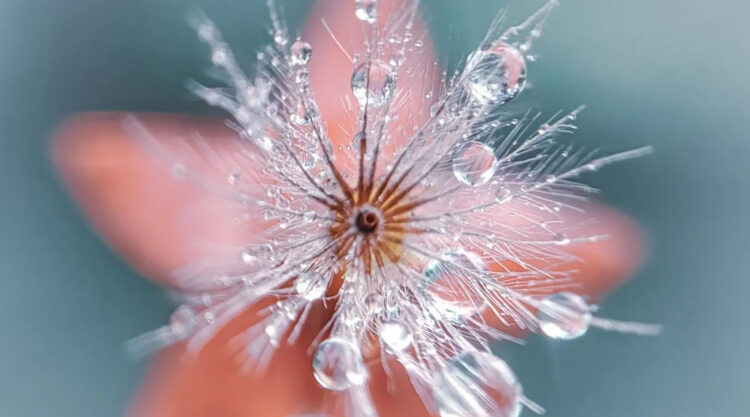 Macro Photos Of Leaves And Flowers By Luci Rodriguez