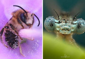 Macro Photos Of Insects By Marit van Ekelenburg