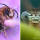 Macro Photos Of Insects By Marit van Ekelenburg