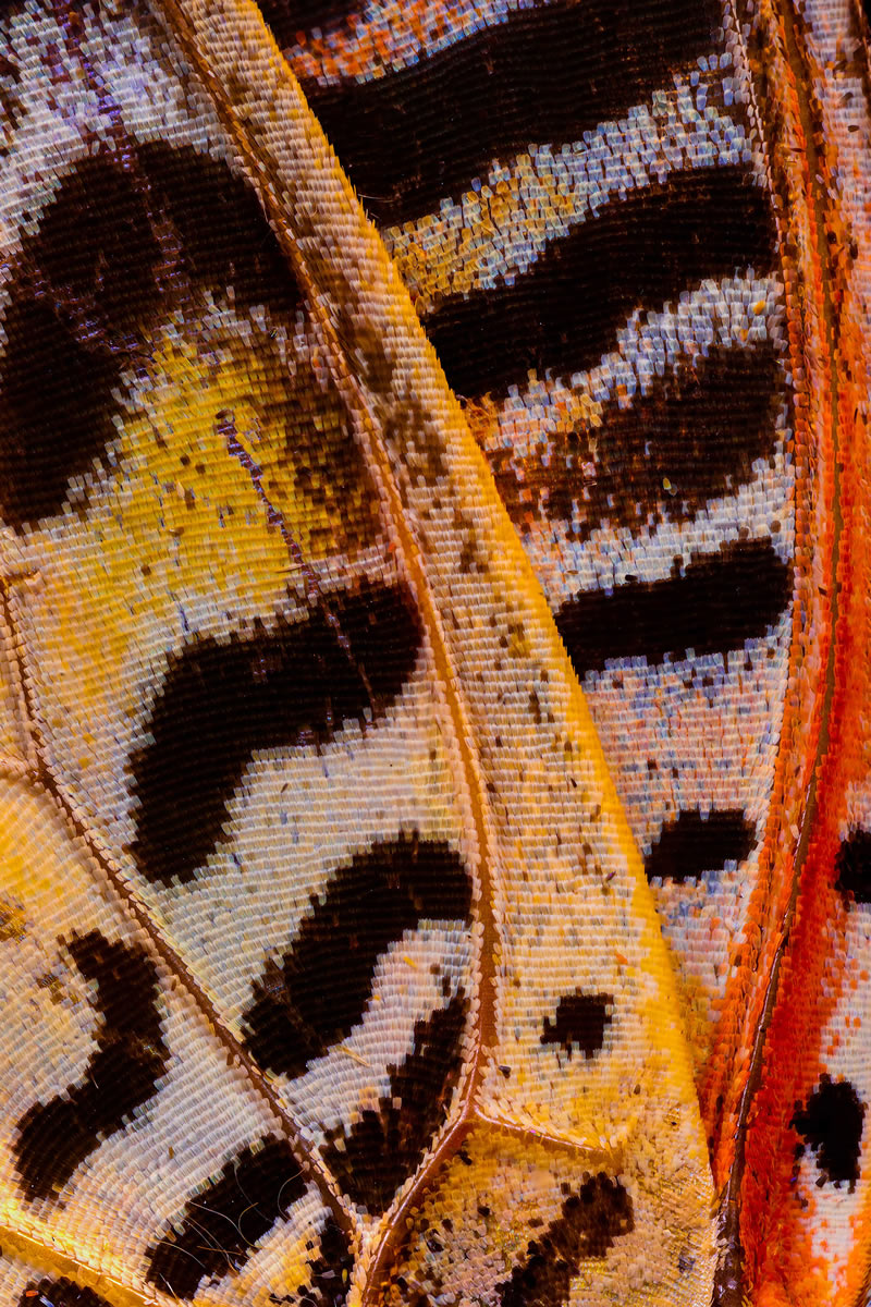 Striking Microscopic Photos Of Butterfly Wings By Chris Perani