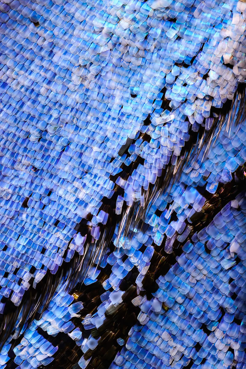 Striking Microscopic Photos Of Butterfly Wings By Chris Perani