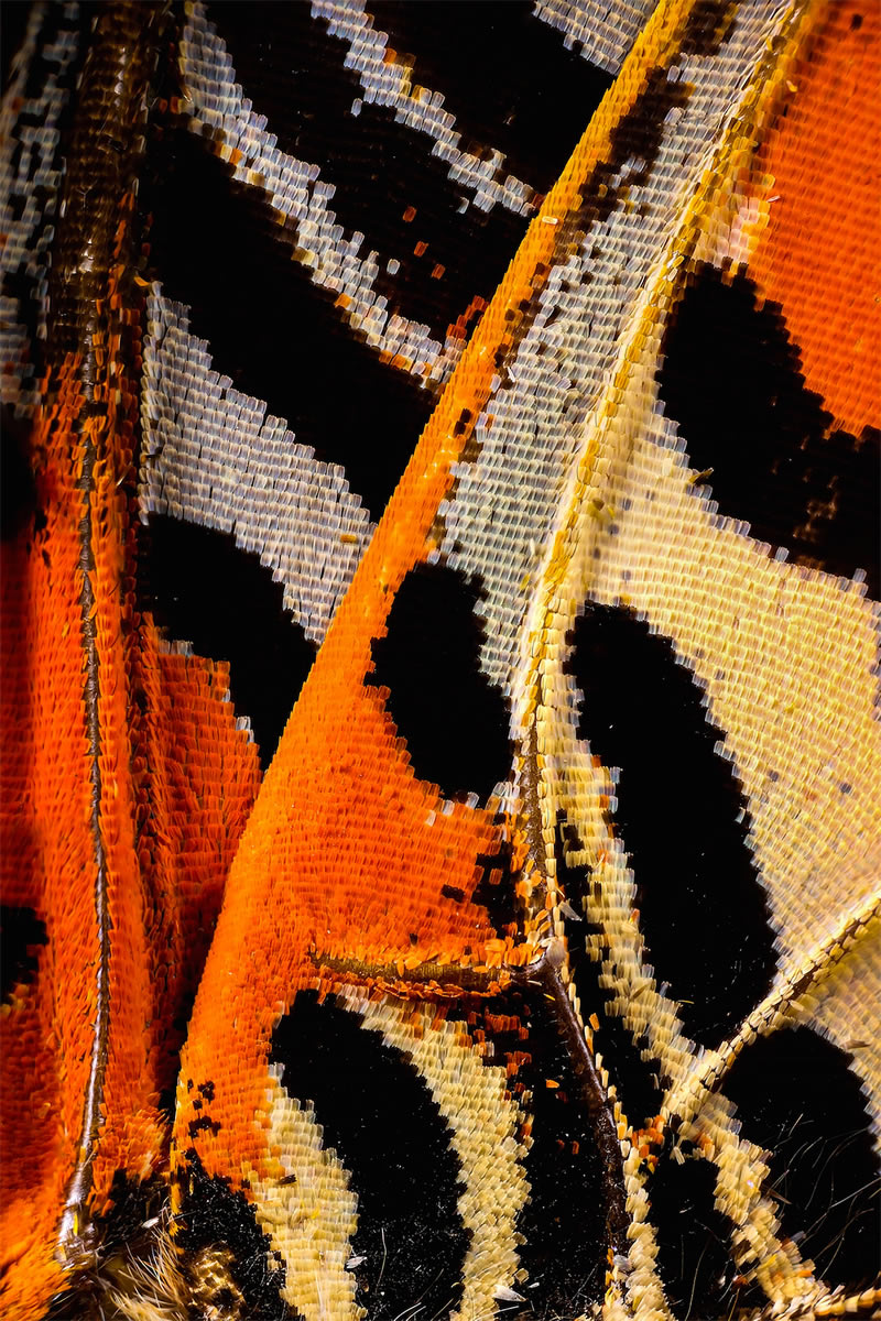 Striking Microscopic Photos Of Butterfly Wings By Chris Perani