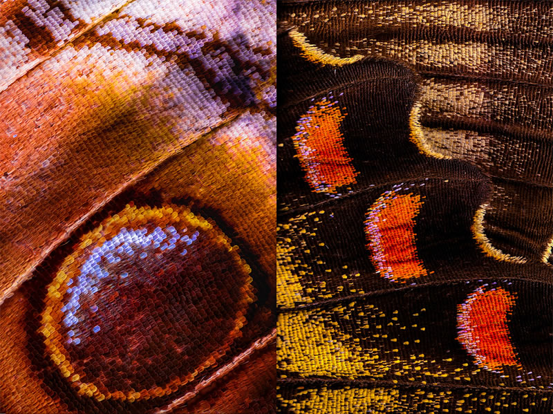 Striking Microscopic Photos Of Butterfly Wings By Chris Perani