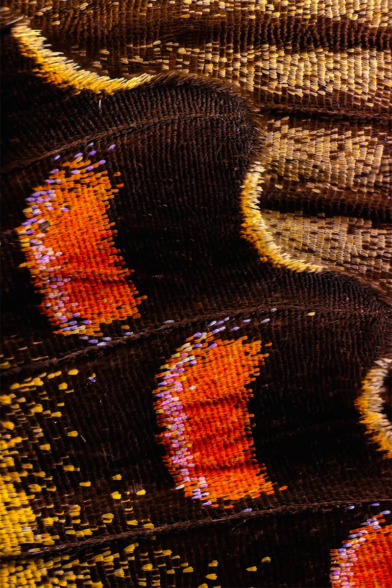 Striking Microscopic Photos Of Butterfly Wings By Chris Perani