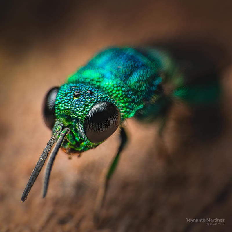 Close-Up Portraits Of Insects By Reynante Martinez