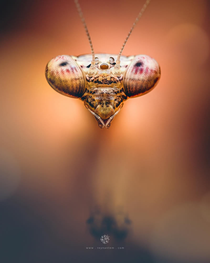 Close-Up Portraits Of Insects By Reynante Martinez