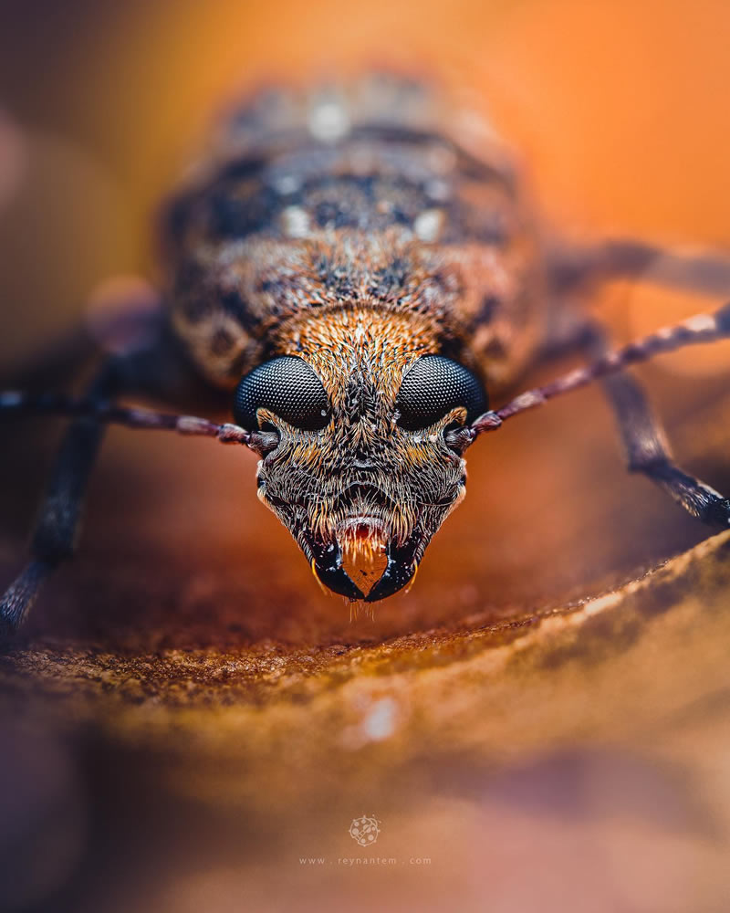 Close-Up Portraits Of Insects By Reynante Martinez