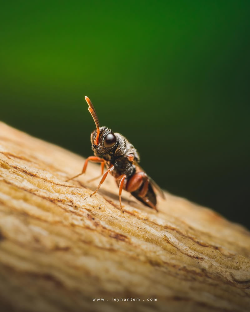 Close-Up Portraits Of Insects By Reynante Martinez