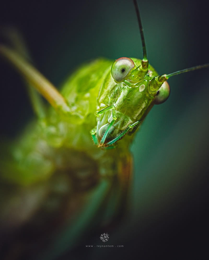 Close-Up Portraits Of Insects By Reynante Martinez