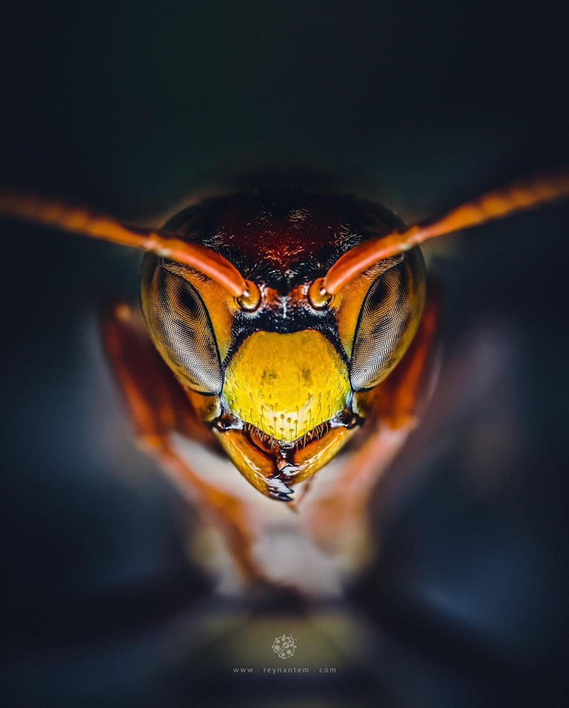 Close-Up Portraits Of Insects By Reynante Martinez