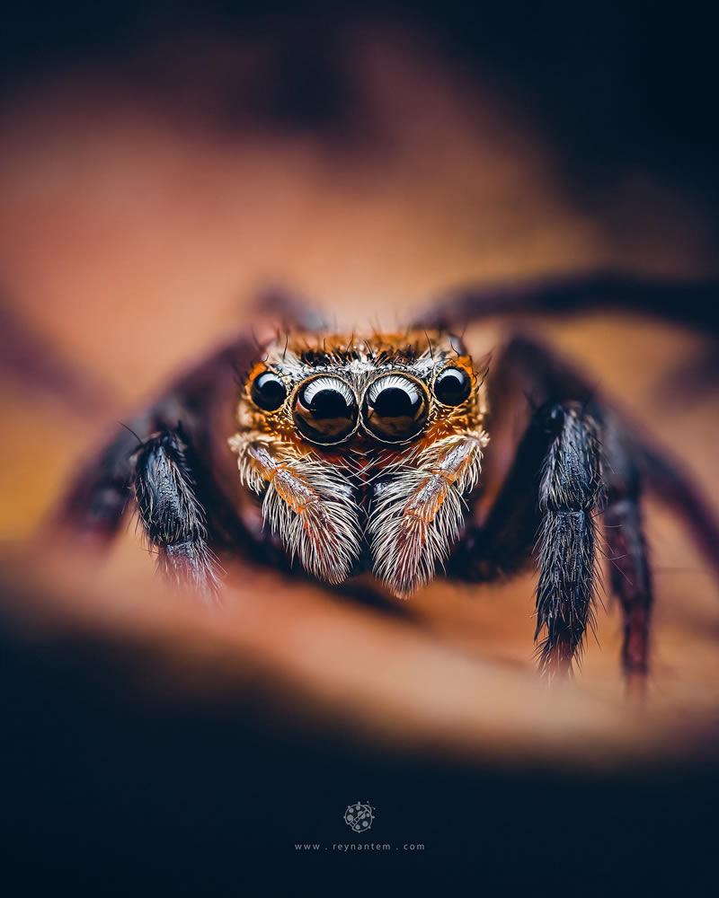 Close-Up Portraits Of Insects By Reynante Martinez