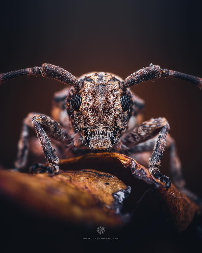 Close-Up Portraits Of Insects By Reynante Martinez